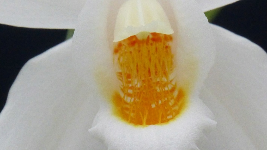 Coelogyne mooreana Coelog13