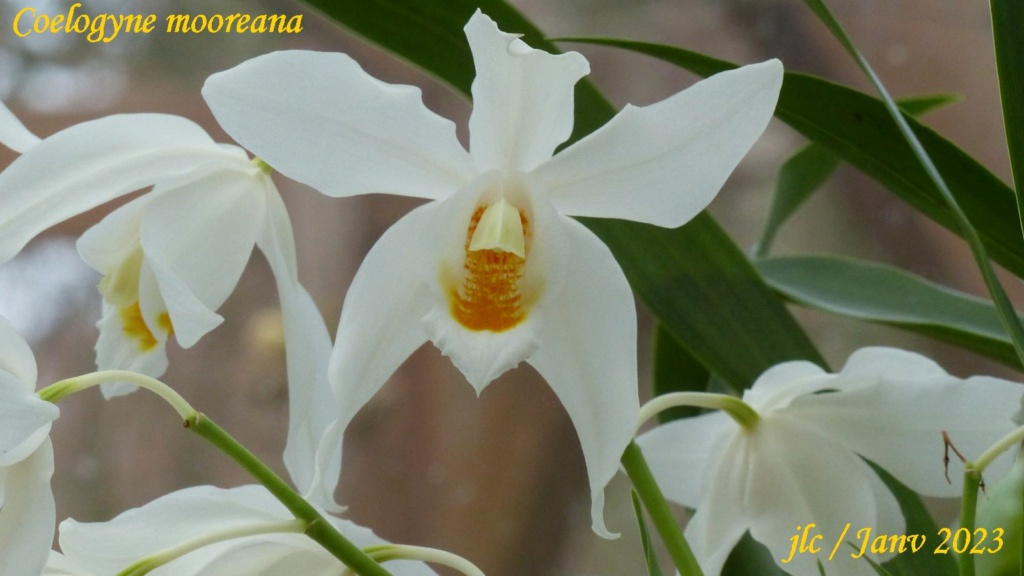 Coelogyne mooreana Coelog14