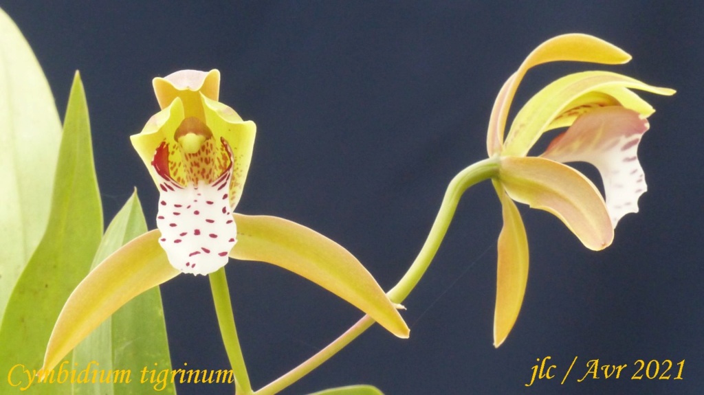 Cymbidium tigrinum  Cymbid23