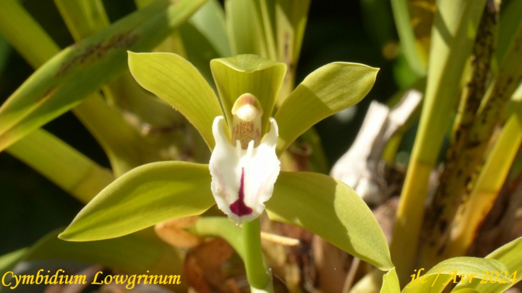 Cymbidium Lowgrinum ?  Cymbid37