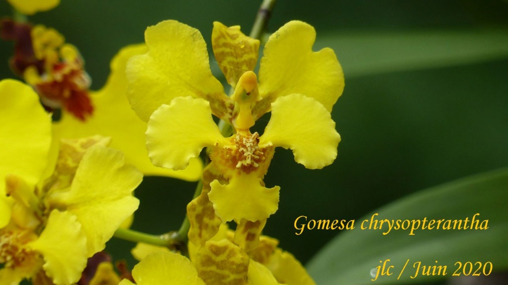 Gomesa chrysopterantha ex oncidium micropogon Gomesa13