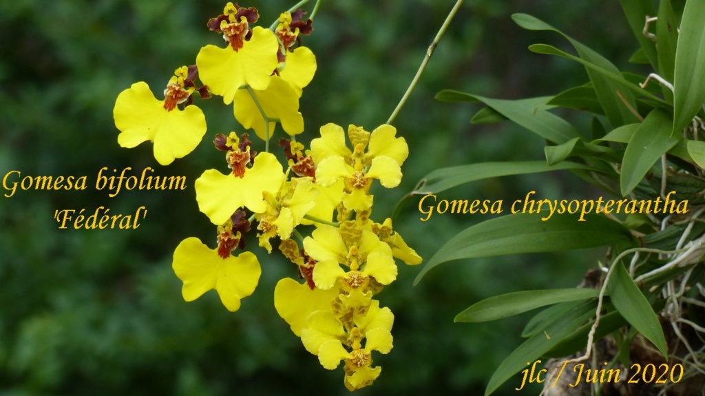 Gomesa chrysopterantha ex oncidium micropogon Gomesa14