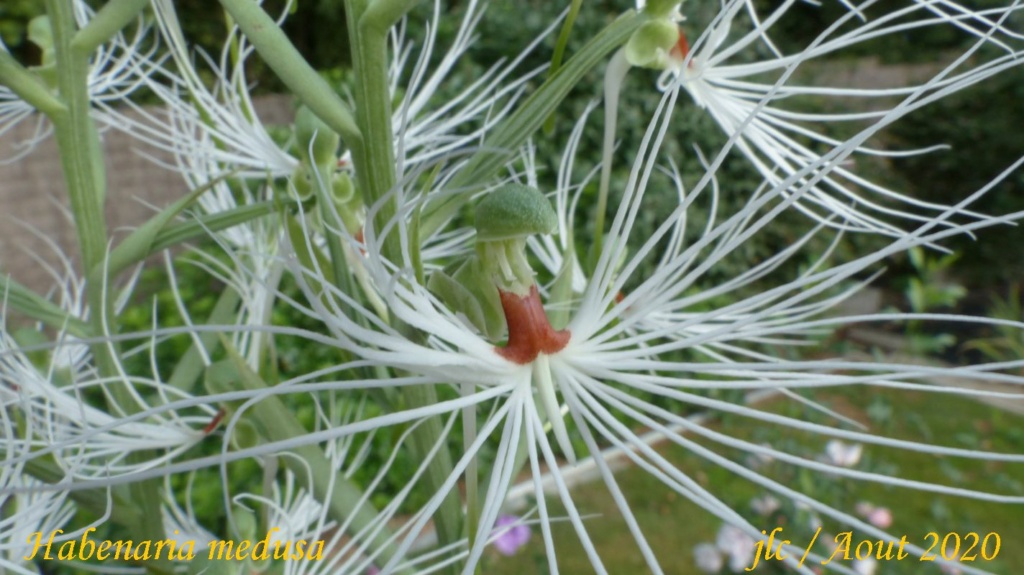 Habenaria medusa Habena11