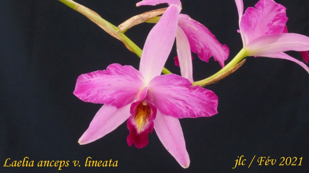 Laelia anceps var. lineata Laelia30