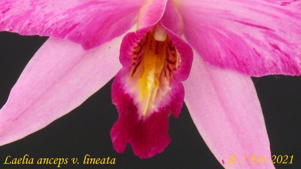 Laelia anceps var. lineata Laelia32