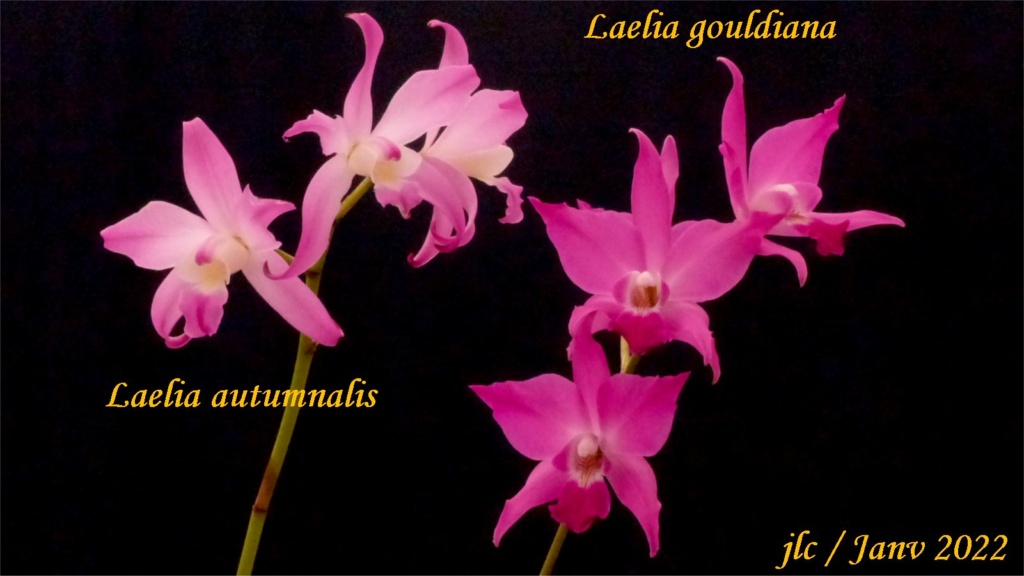 Laelia autumnalis Laelia42