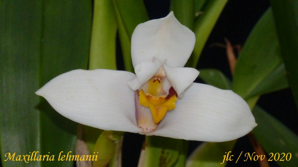 Maxillaria lehmannii Maxill14