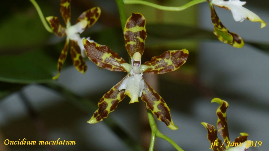 Oncidium maculatum Oncidi10