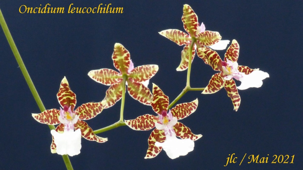 Oncidium leucochilum Oncidi28