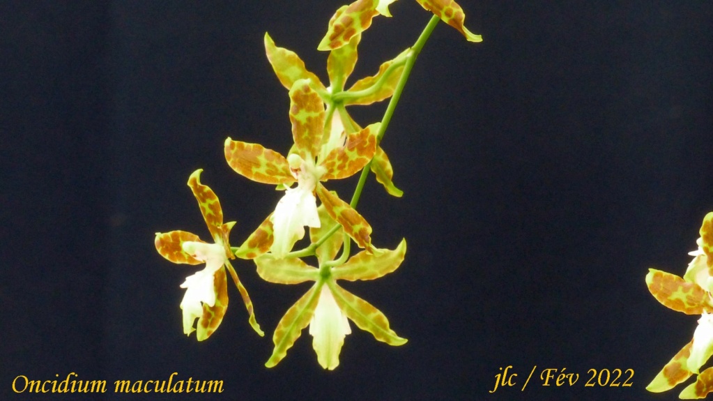 Oncidium maculatum Oncidi34