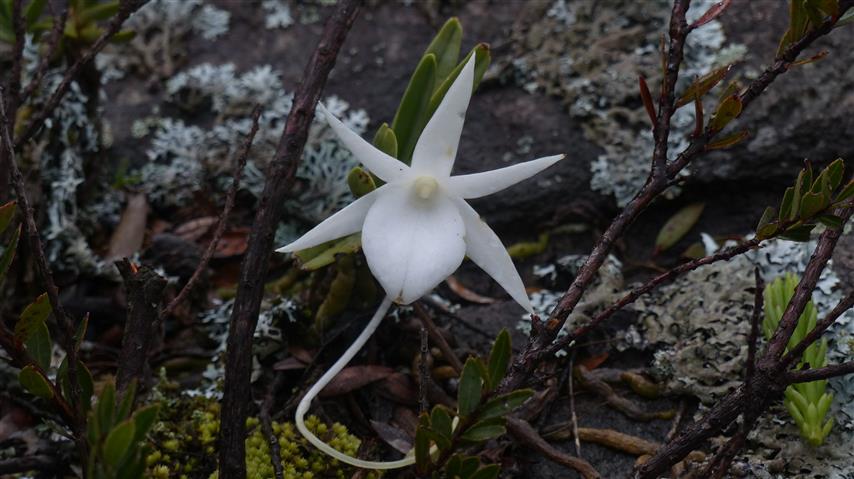 Angraecum rutenbergianum P1040514