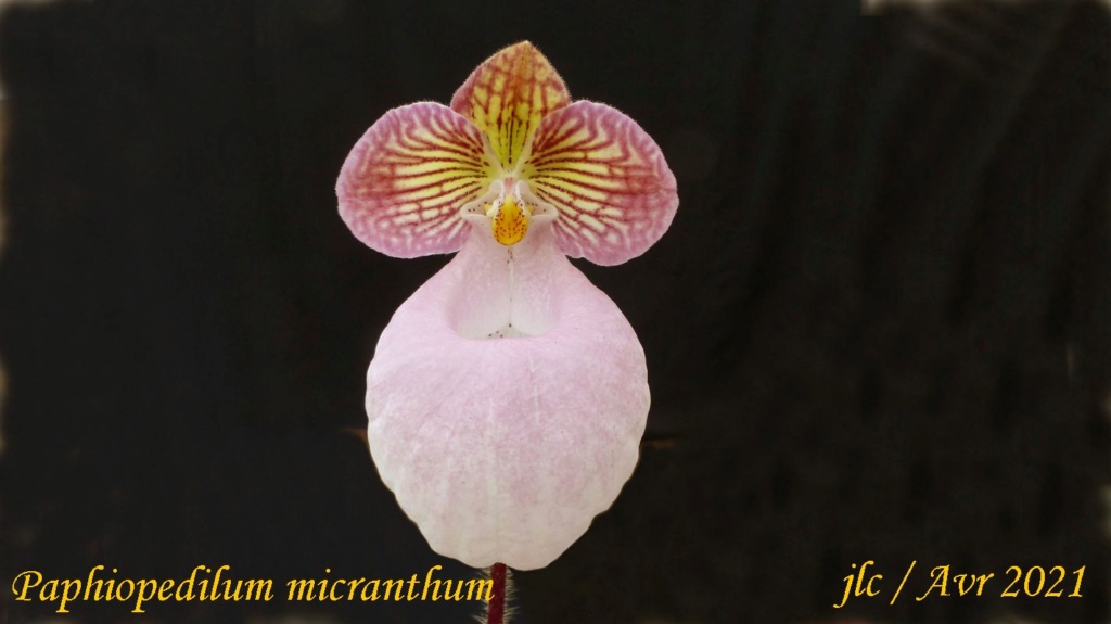 Paphiopedilum micranthum Paphio14