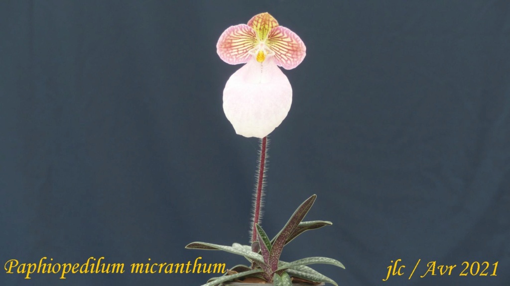 Paphiopedilum micranthum Paphio15