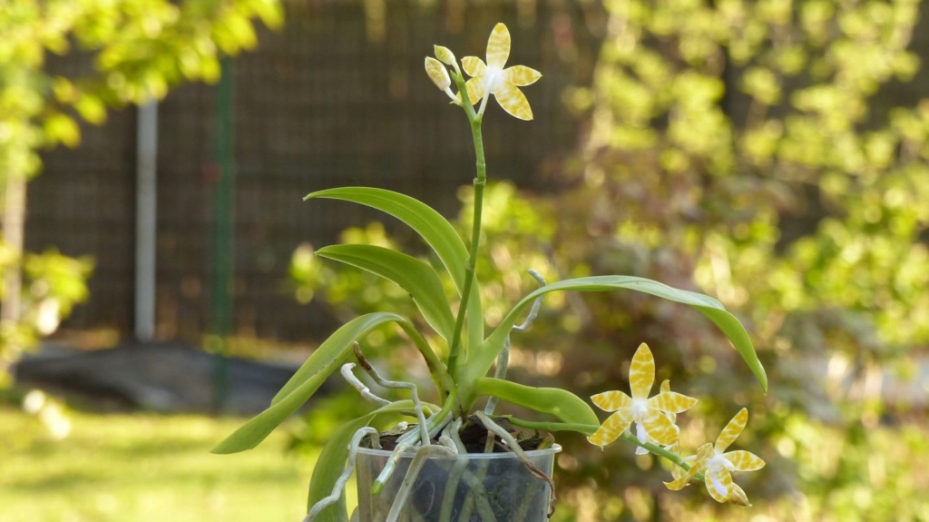 Phalaenopsis à identifier Phal_i12