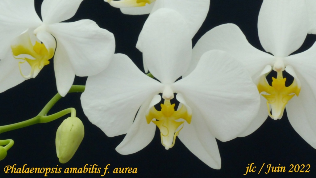 Phalaenopsis amabilis f. aurea Phala107