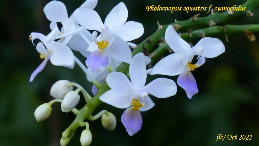 Phalaenopsis equestris f. cyanochilus Phala108