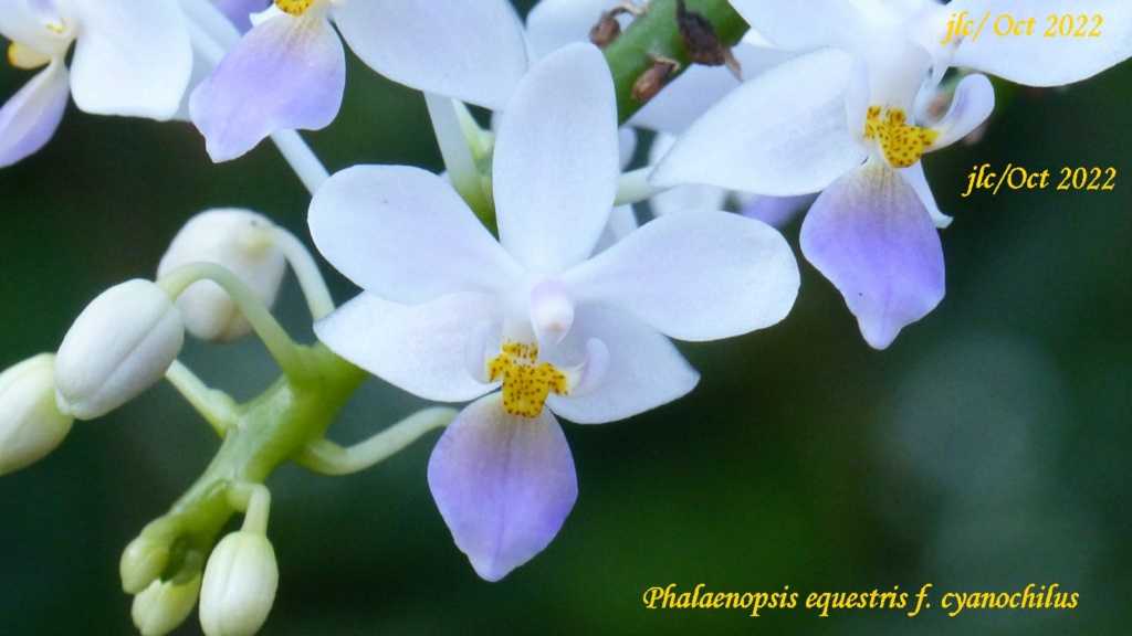 Phalaenopsis equestris f. cyanochilus Phala109