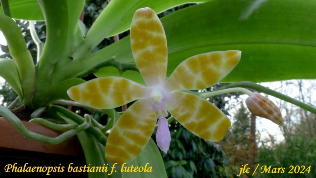 Phalaenopsis bastianii f. luteola Phala111
