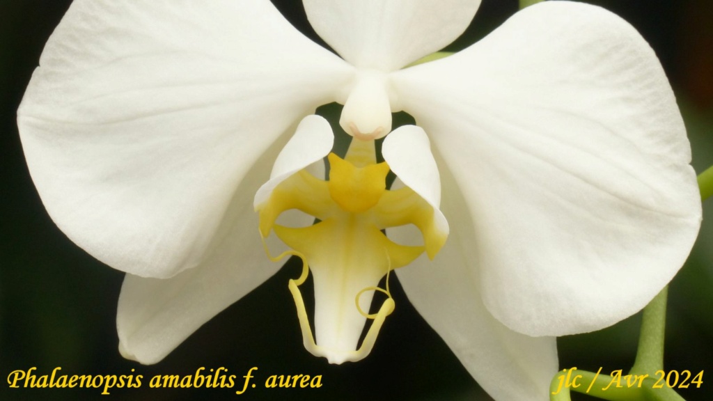 Phalaenopsis amabilis f. aurea Phala116