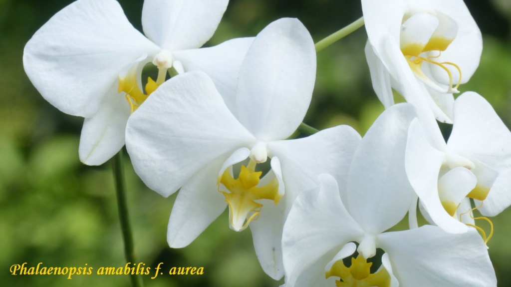Phalaenopsis amabilis & compagnie Phalae10