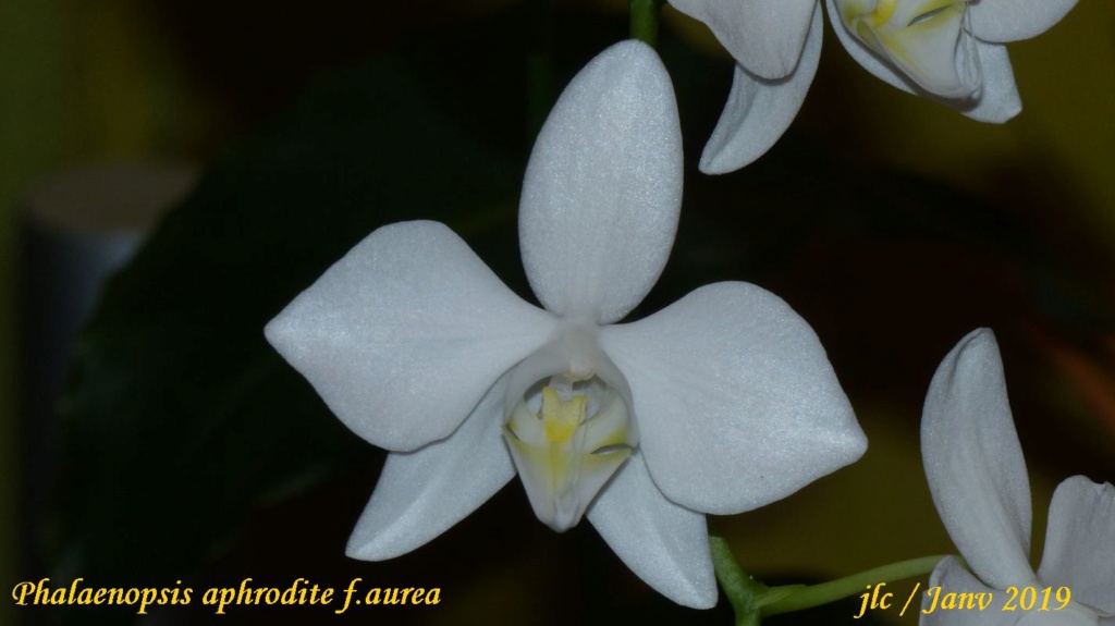 Phalaenopsis aphrodite f. aurea Phalae19