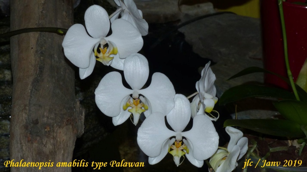 Phalaenopsis amabilis type Palawan Phalae21