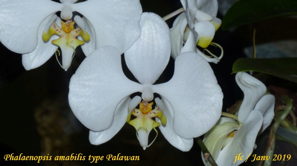 Phalaenopsis amabilis type Palawan Phalae22