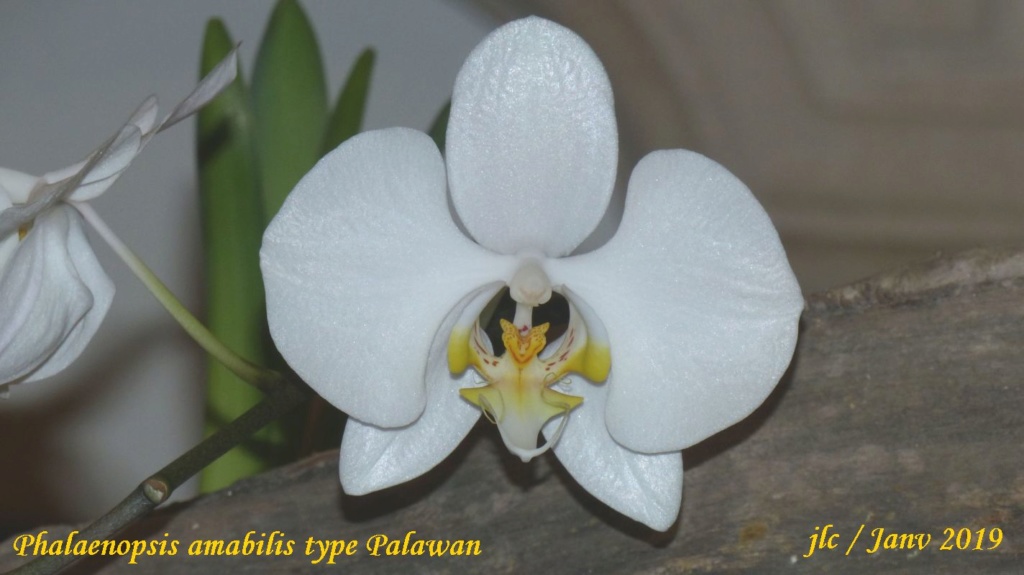 Phalaenopsis amabilis type Palawan Phalae23