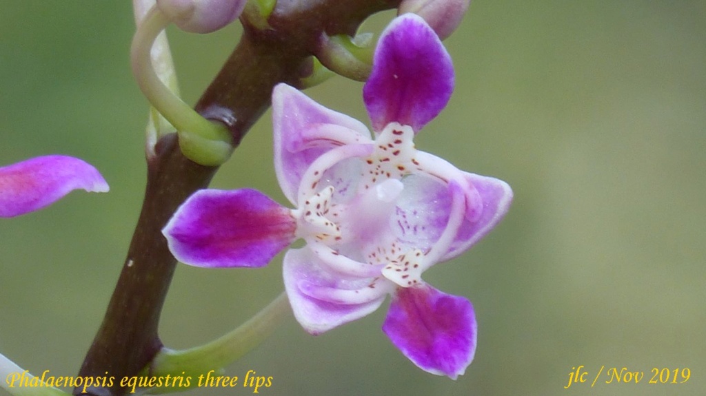 Phalaenopsis equestris.... Phalae26