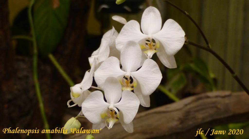 Phalaenopsis amabilis 'Palawan' Phalae31