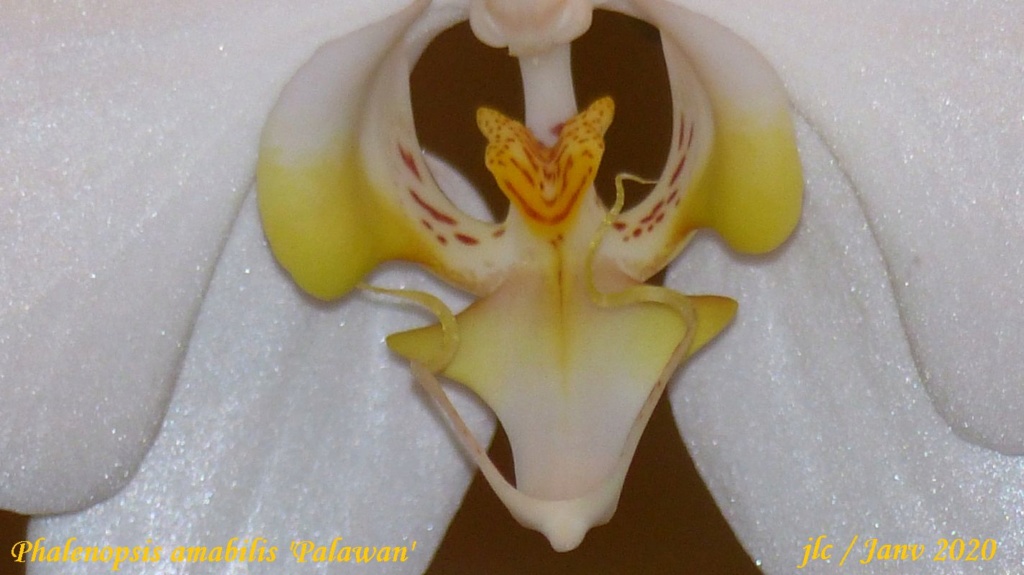 Phalaenopsis amabilis 'Palawan' Phalae32