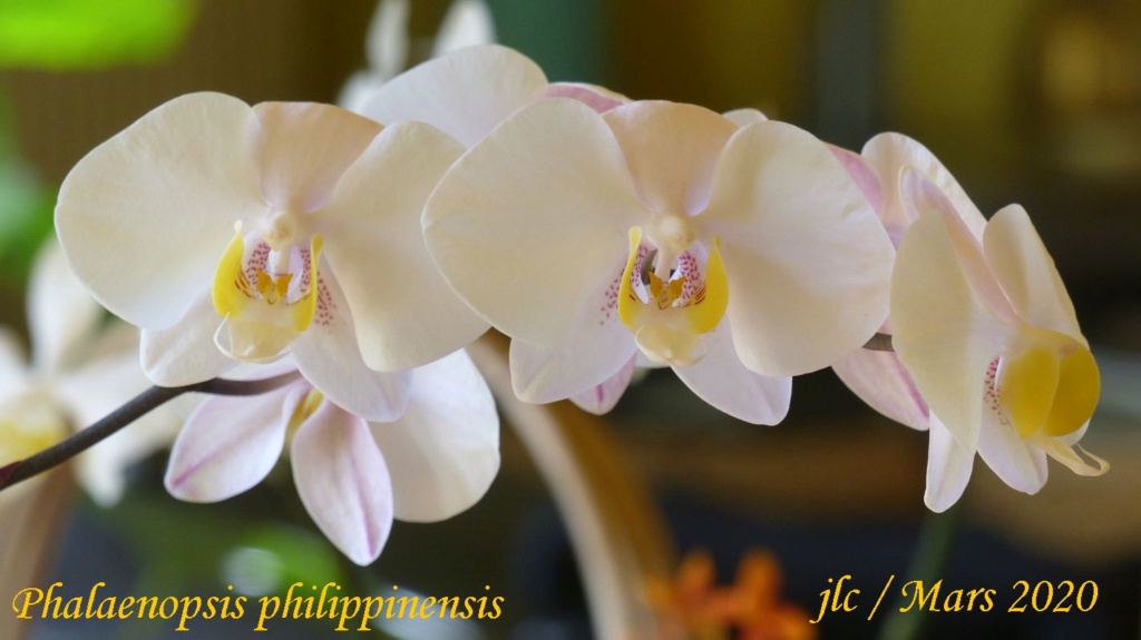 Phalaenopsis philippinensis Phalae37