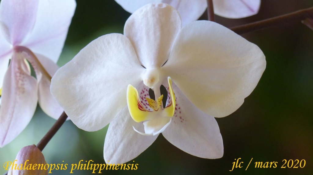 Phalaenopsis philippinensis Phalae42