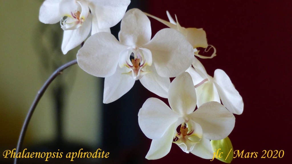 Phalaenopsis aphrodite n°1 Phalae46