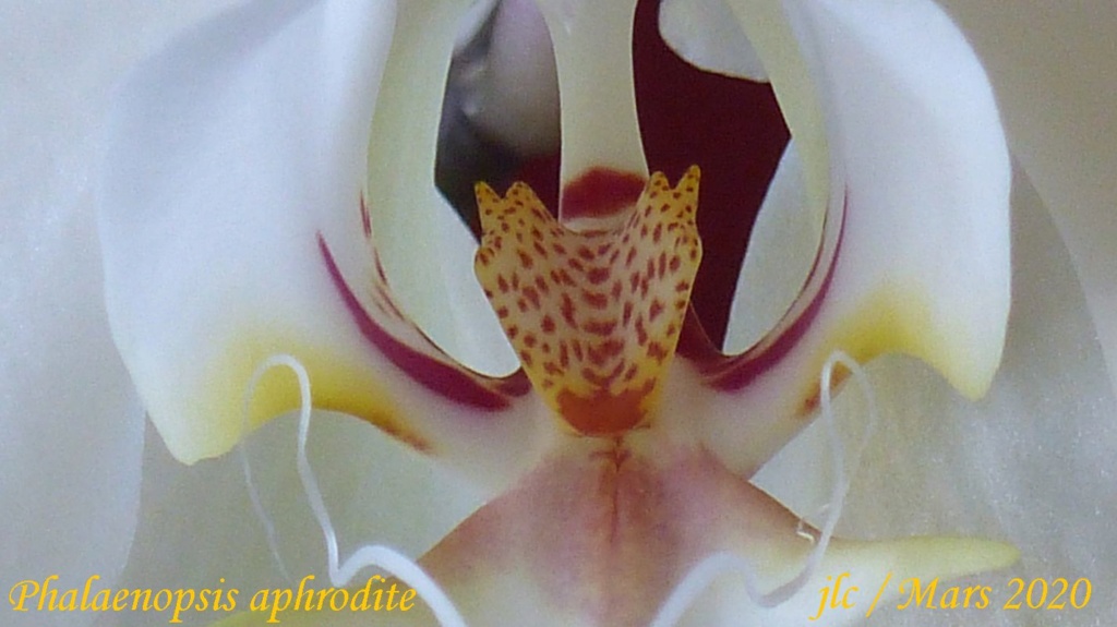 Phalaenopsis aphrodite n°1 Phalae47