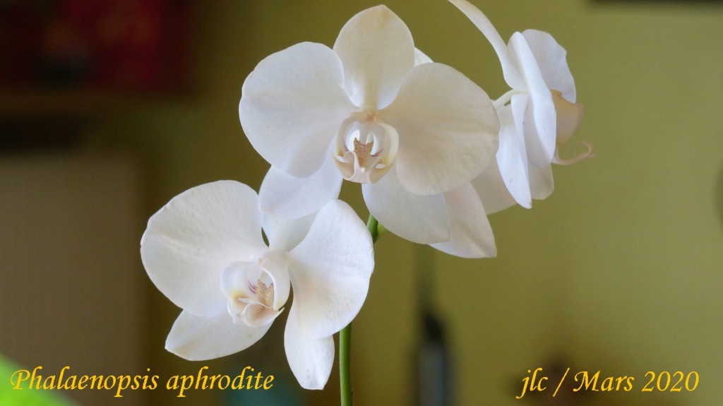 Phalaenopsis aphrodite n°2 Phalae49