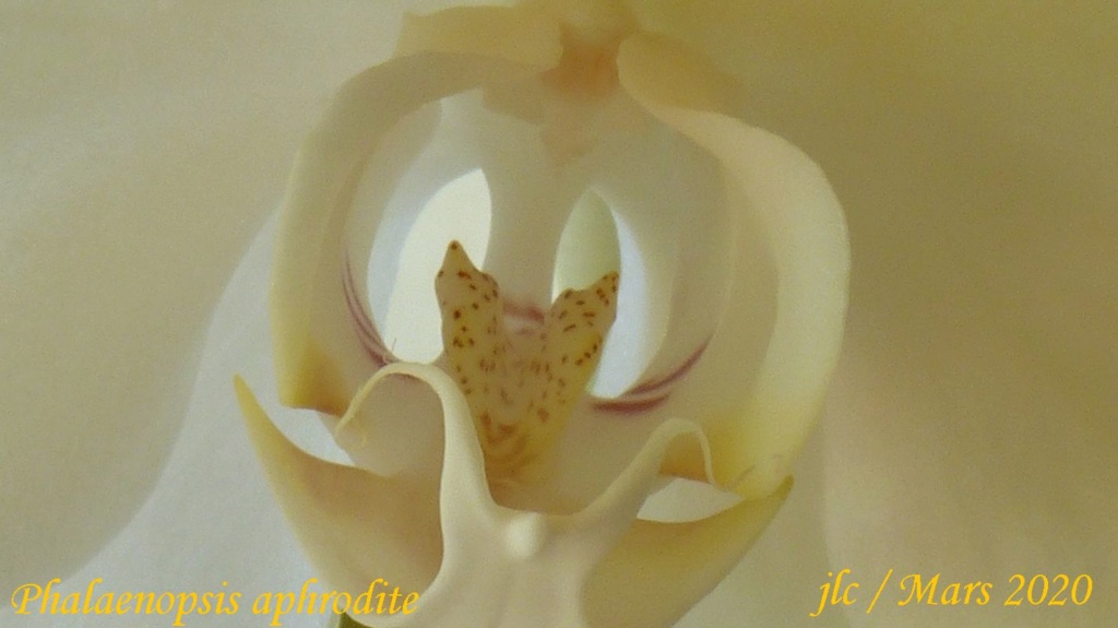 Phalaenopsis aphrodite n°2 Phalae51