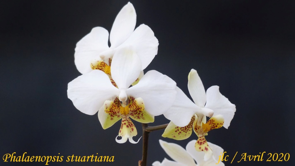 Phalaenopsis stuartiana Phalae54