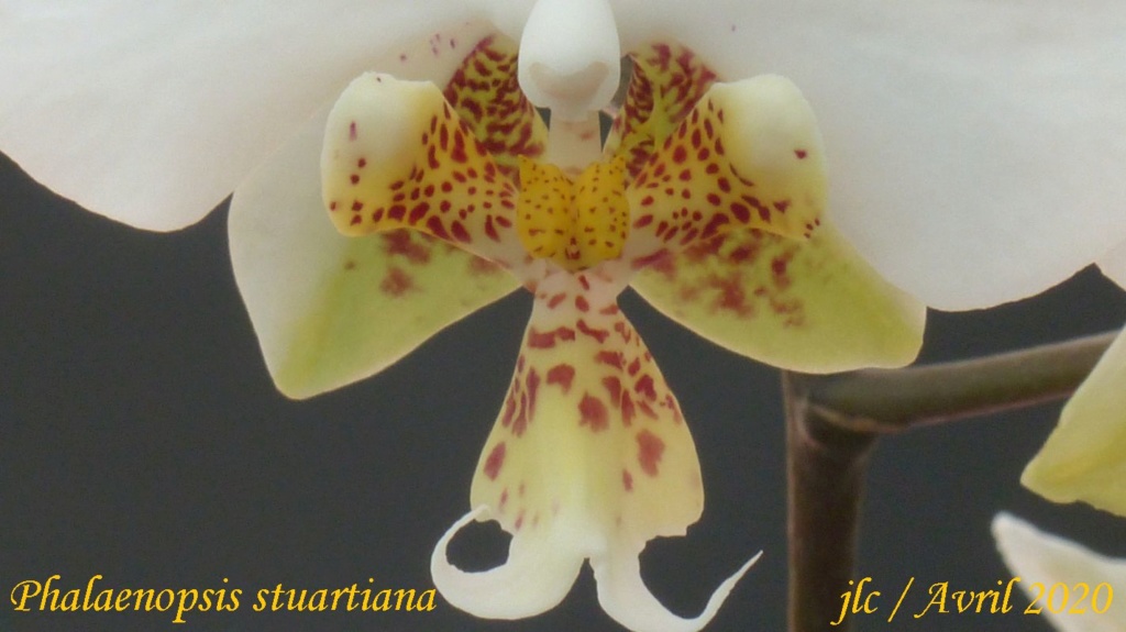Phalaenopsis stuartiana Phalae56