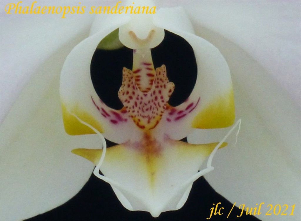 Phalaenopsis sanderiana Phalae92