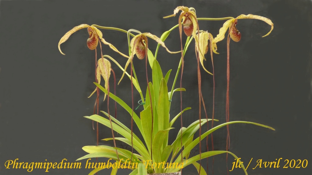 Phragmipedium humboldtii 'Fortuna' Phragm19