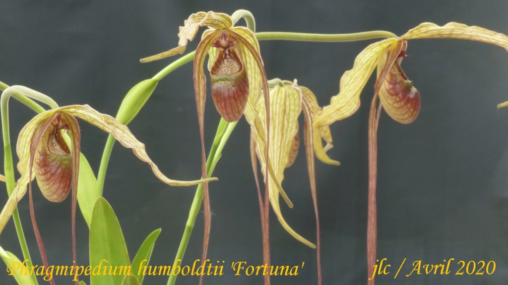 Phragmipedium humboldtii 'Fortuna' Phragm20