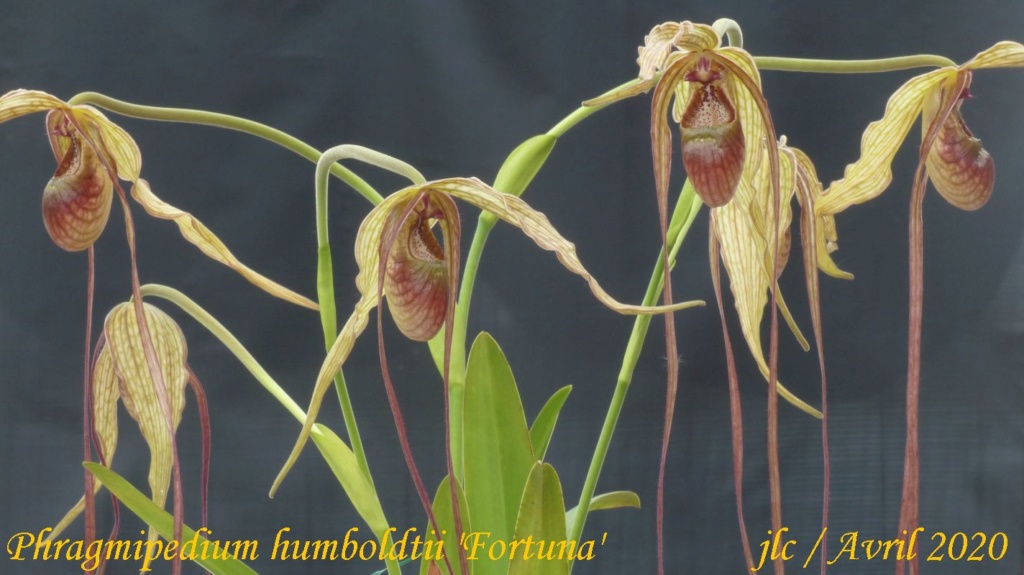 Phragmipedium humboldtii 'Fortuna' Phragm21