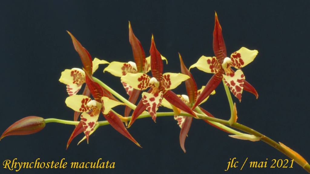 Rhynchostele maculata Rhynch17