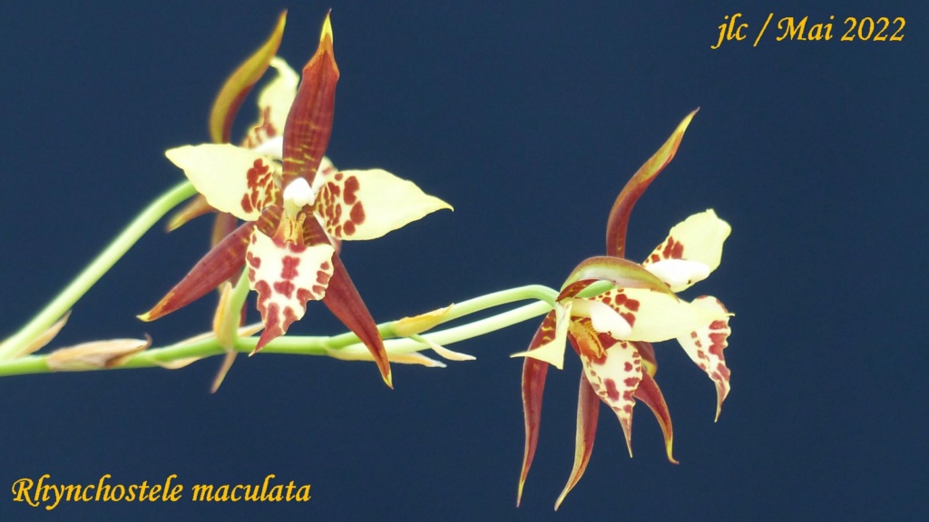Rhynchostele maculata Rhynch19