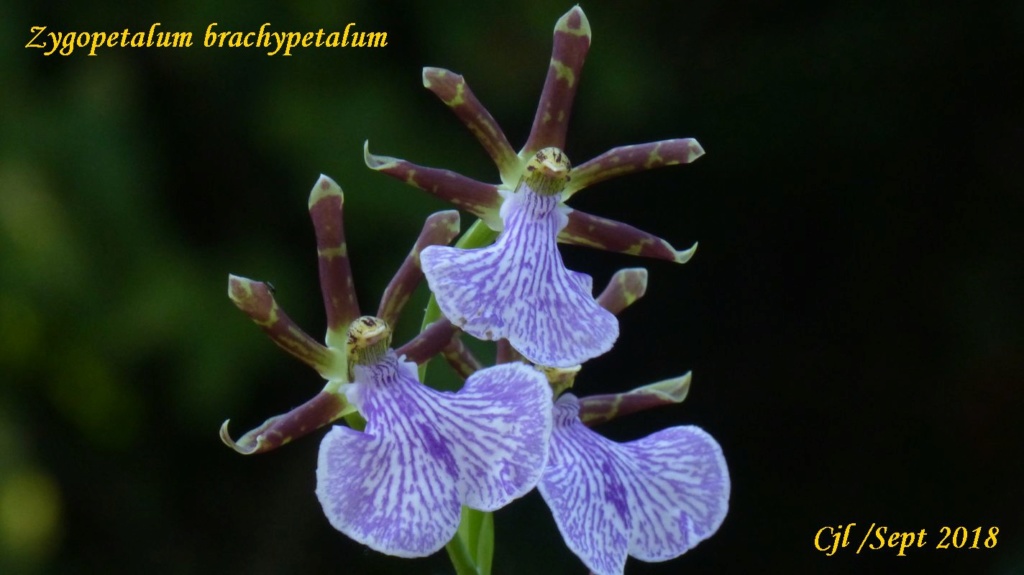 Zygopetalum brachypetalum Zygope12