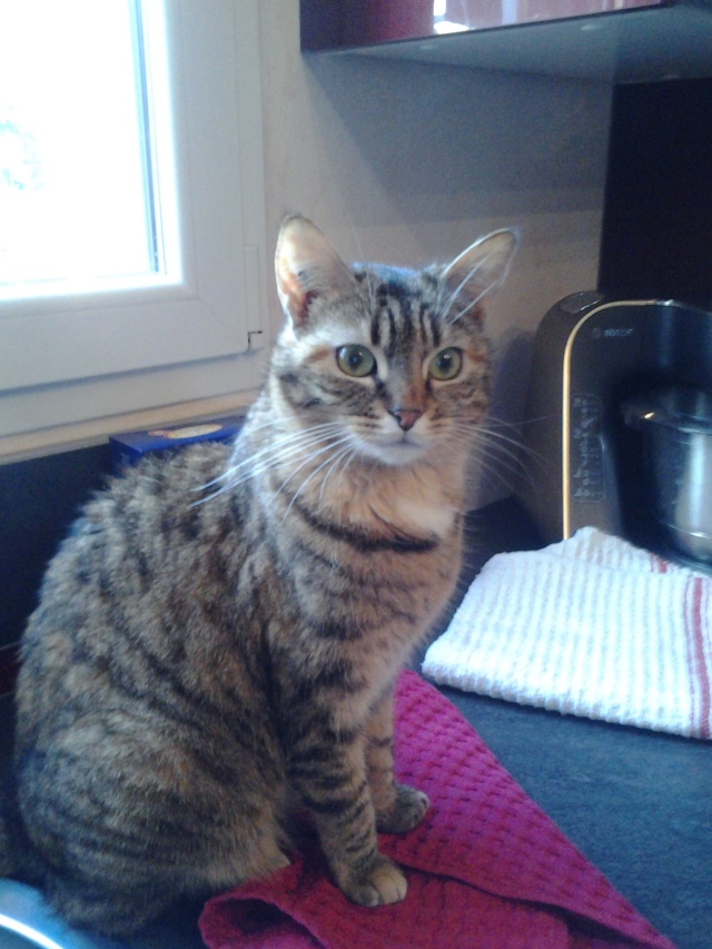 GHINY (tabby) - Page 3 20140311