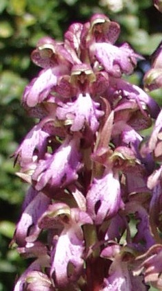 Orchis Orchis11