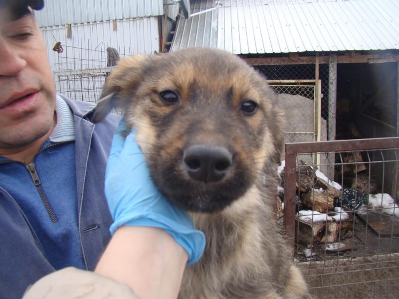 SIRO, chiot mâle croisé, sera de taille moyenne, né en octobre 2014 env. (TAMARA) Mirko010