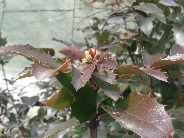 Mahonia, un bel arbuste à longue floraison et qui attire les abeilles Mahoni10